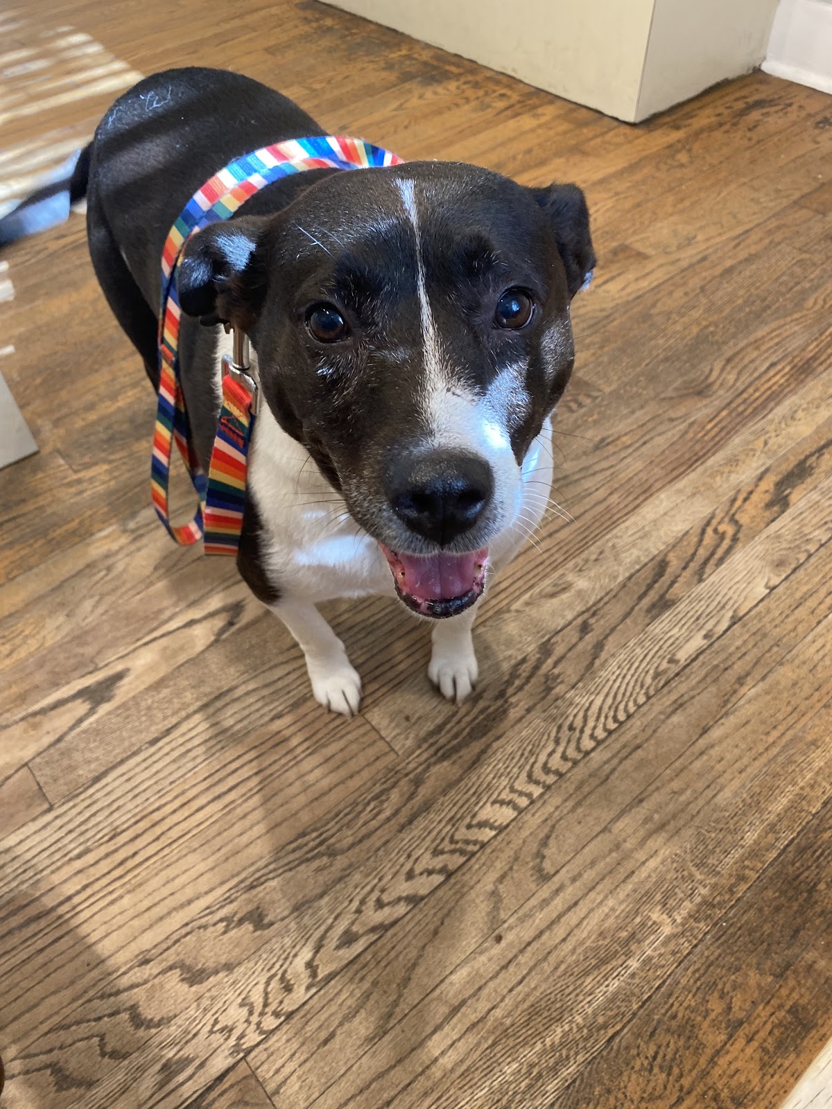 Acute Care Veterinary Clinic - Veterinary & Pets in Augusta, GA