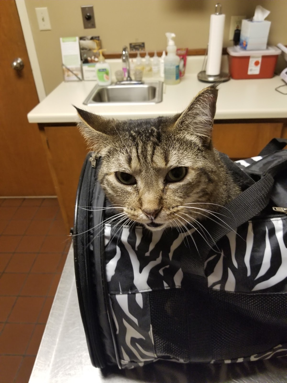 Aidmore Animal Clinic photo 5
