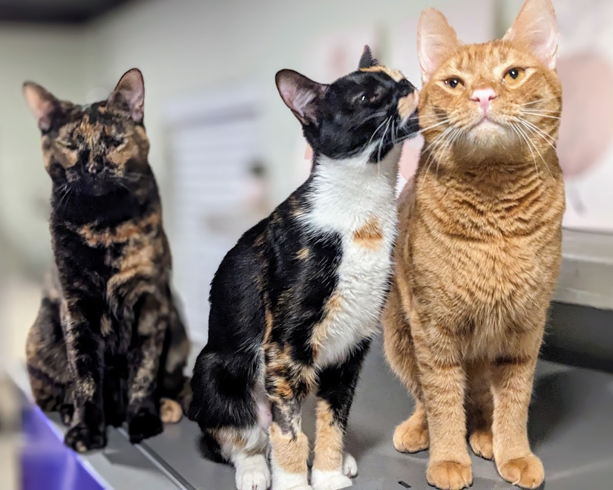 All God's Creatures Veterinary Hospital photo 5