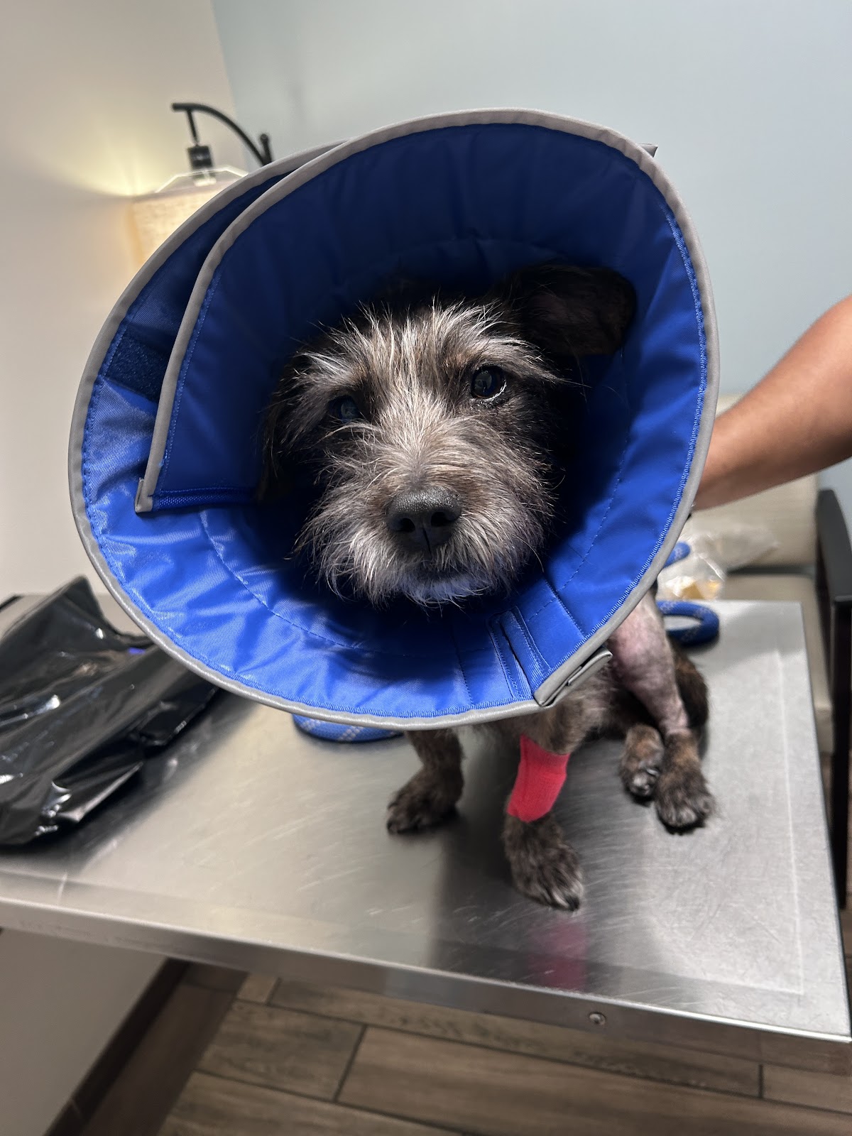 BluePearl Pet Hospital in West Augusta, Augusta, GA