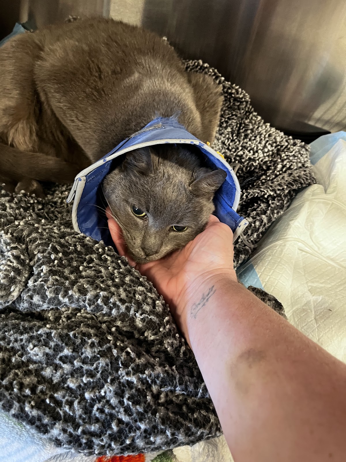 BluePearl Pet Hospital photo 2