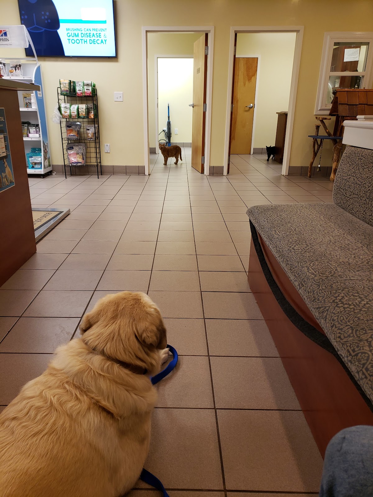 Care More Animal Hospital photo 5