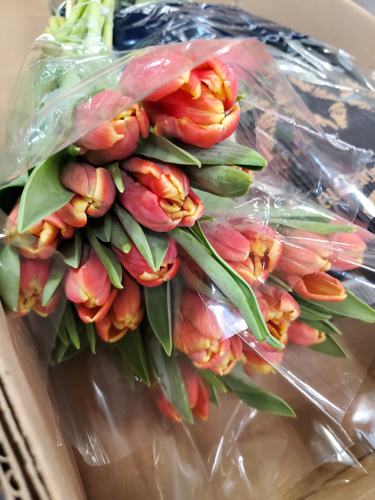 DVFlora Wholesale Flowers photo 5