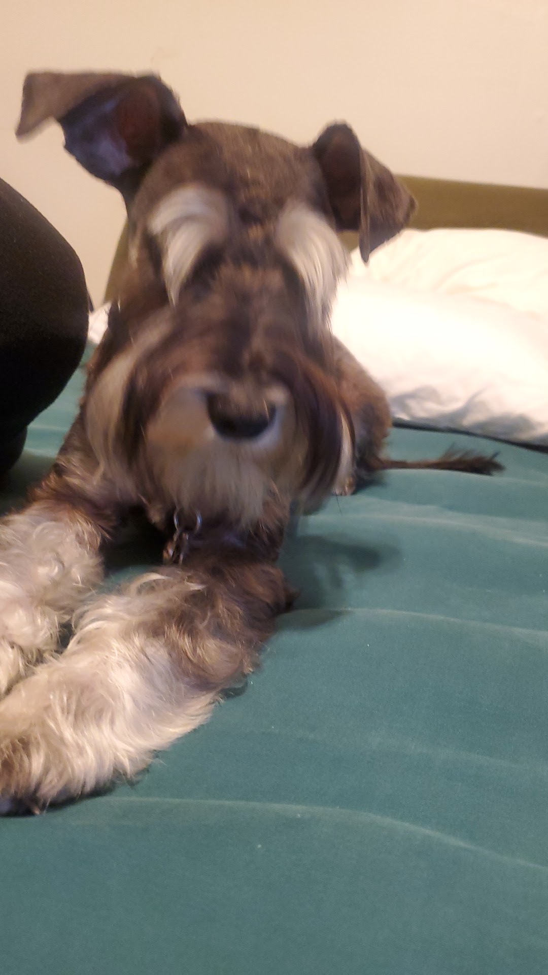 Fetch 501 photo 4