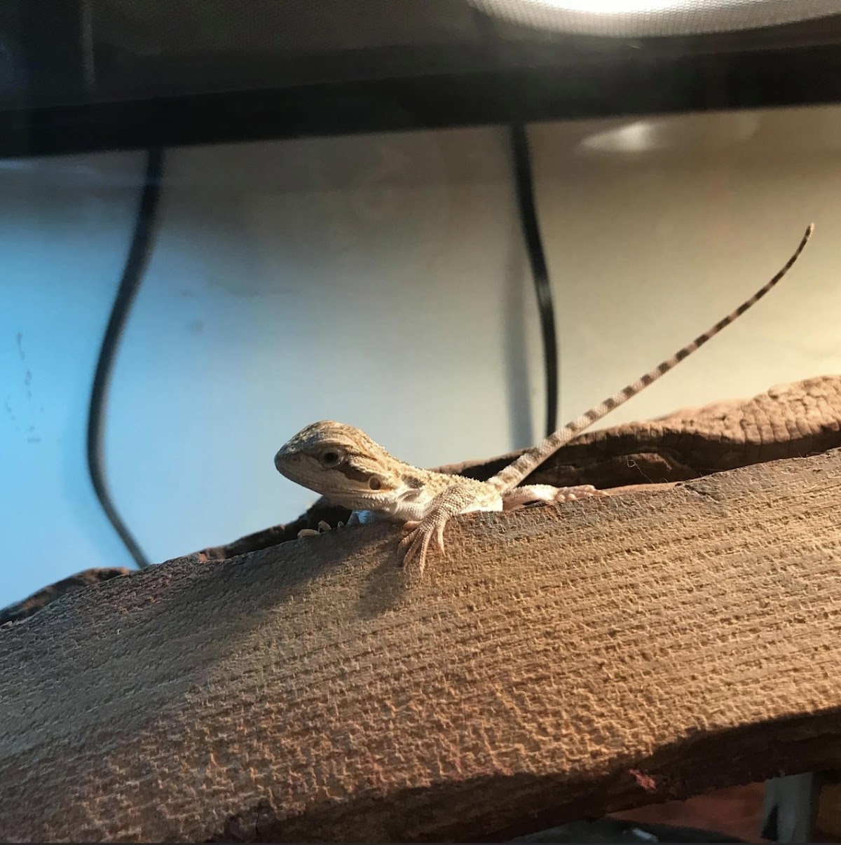 Ghann's Cricket Farm photo 2