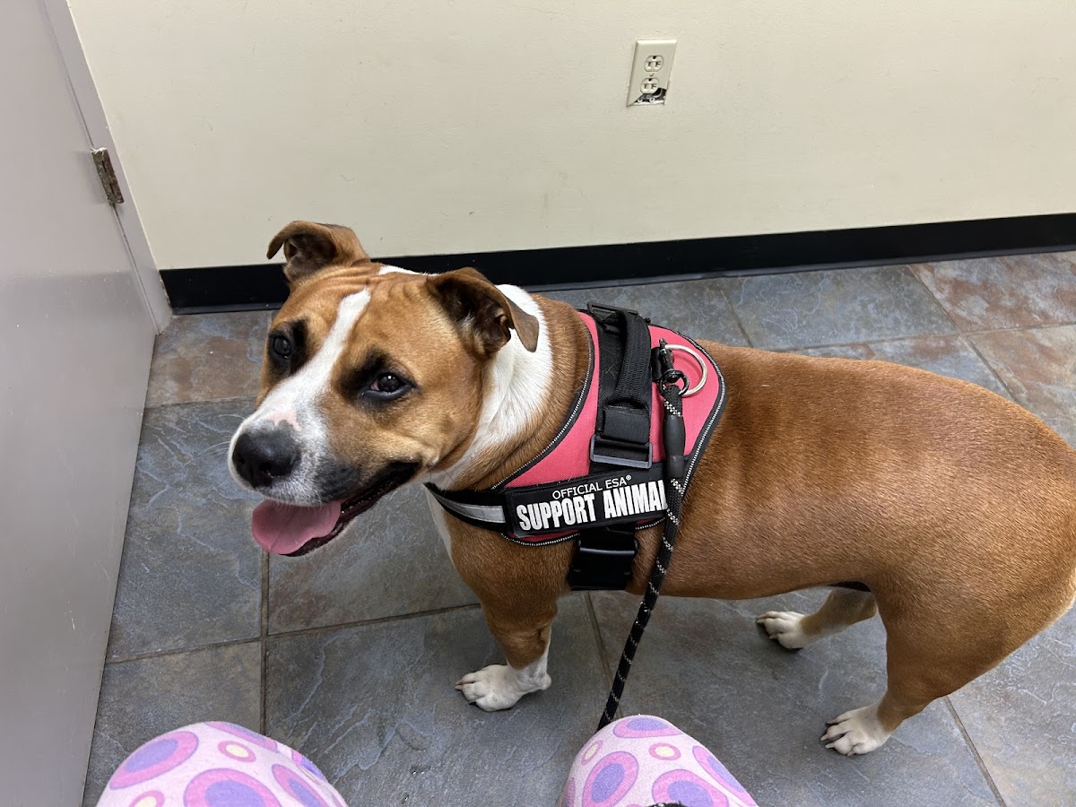 Highland Animal Hospital - Veterinary & Pets in Augusta, GA