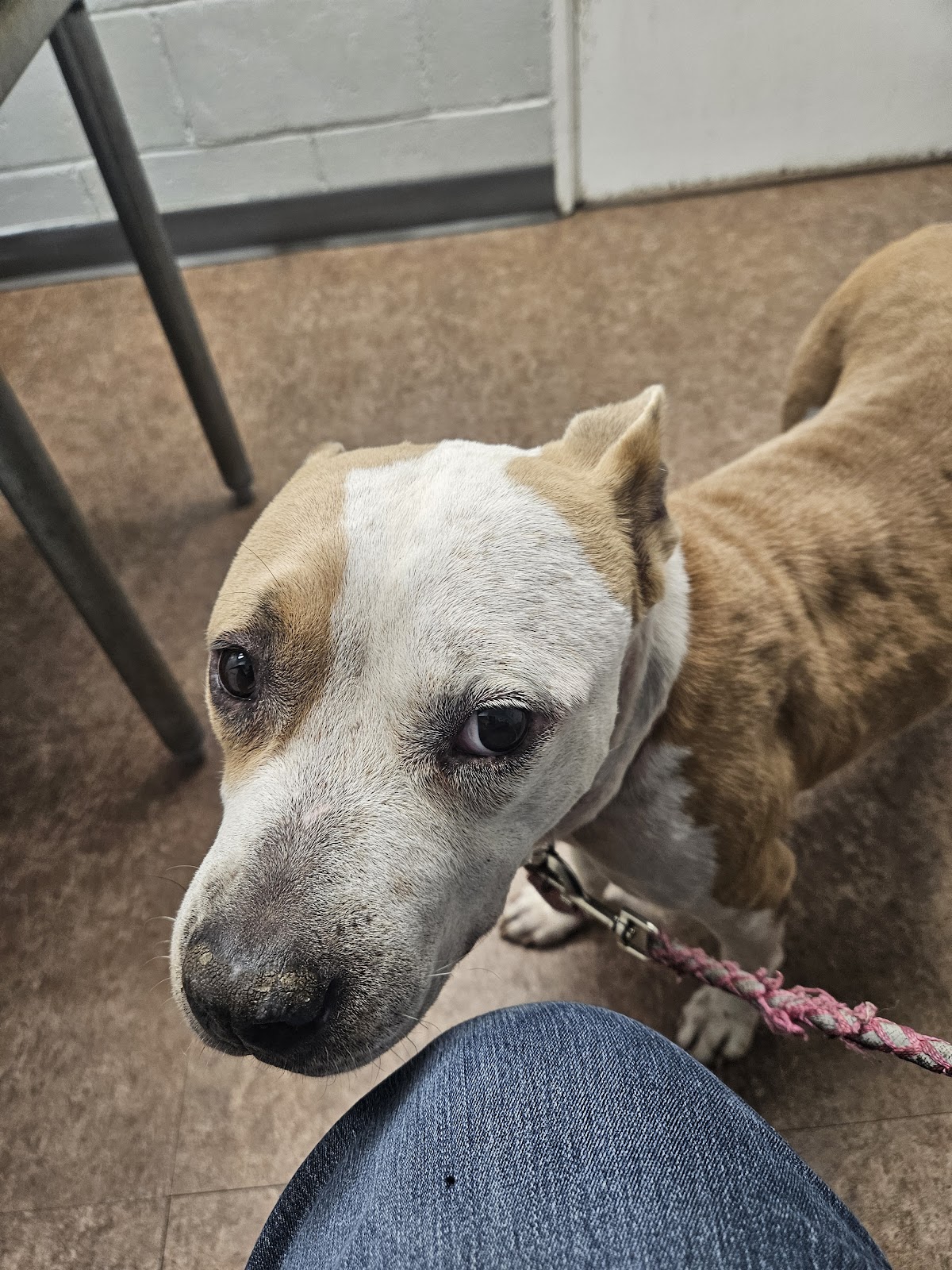 Martinez Animal Hospital - Veterinary & Pets in Augusta, GA