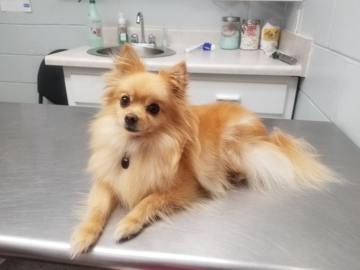 Martinez Animal Hospital photo 3