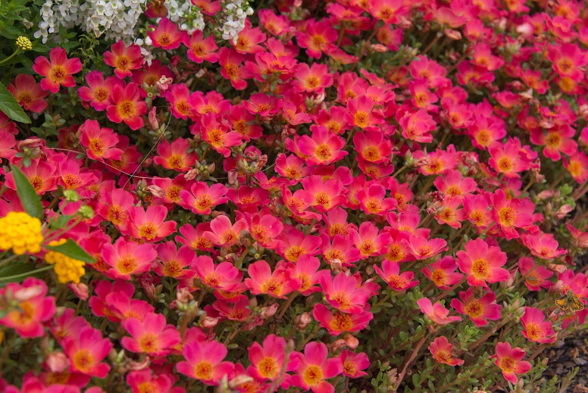 Piedmont Landscape Management in Summerville, Augusta, GA