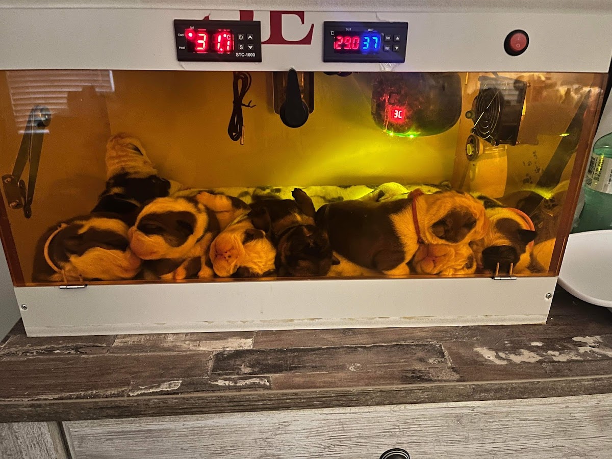 Puppy Safe Incubator in Summerville, Augusta, GA