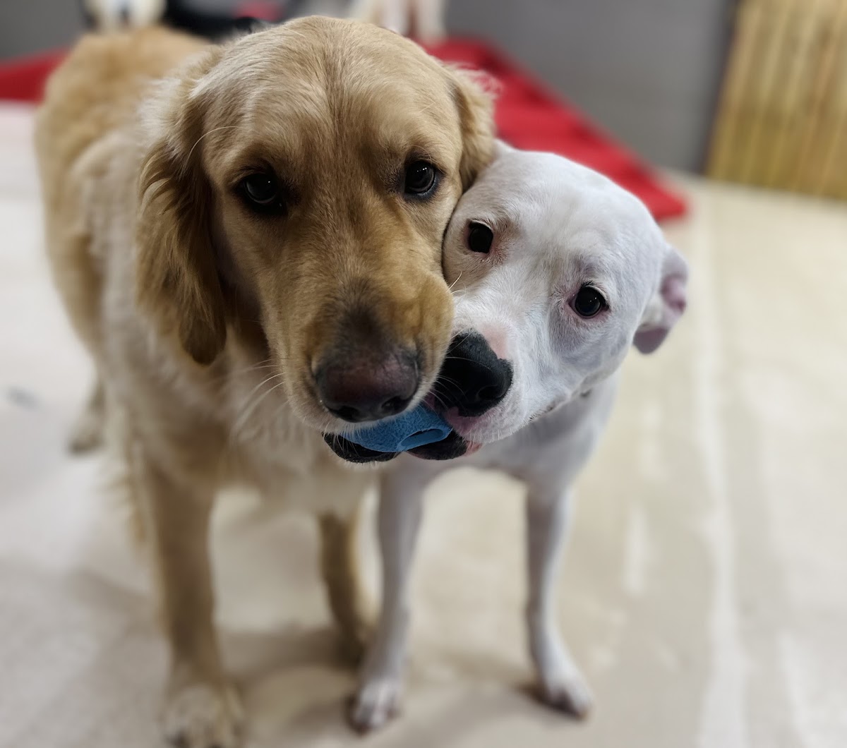 The Animal House photo 5
