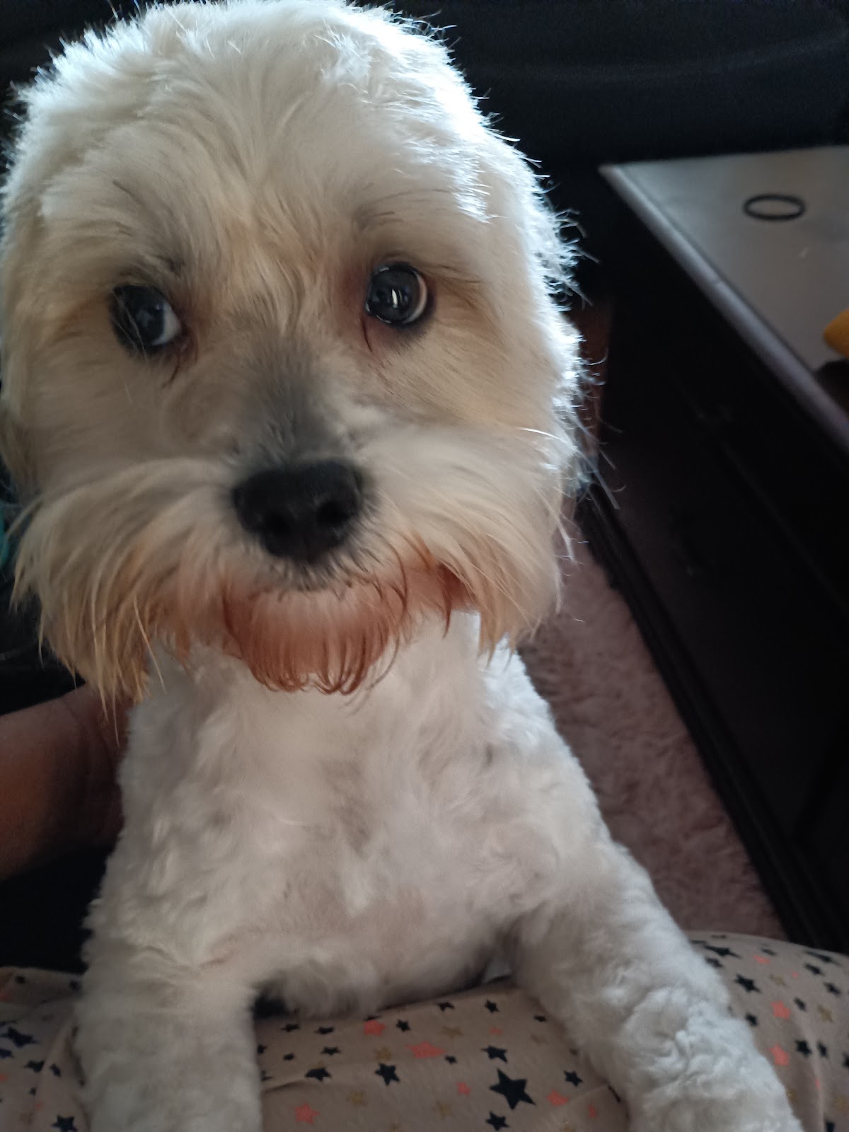VetIQ Petcare photo 4